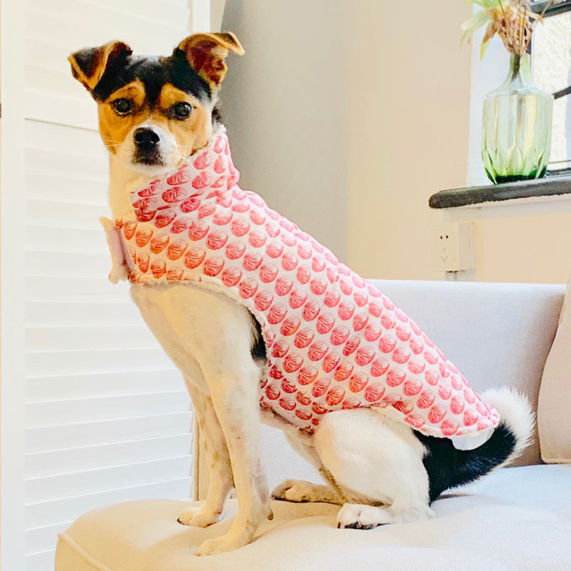 Dumpling Dog Jacket