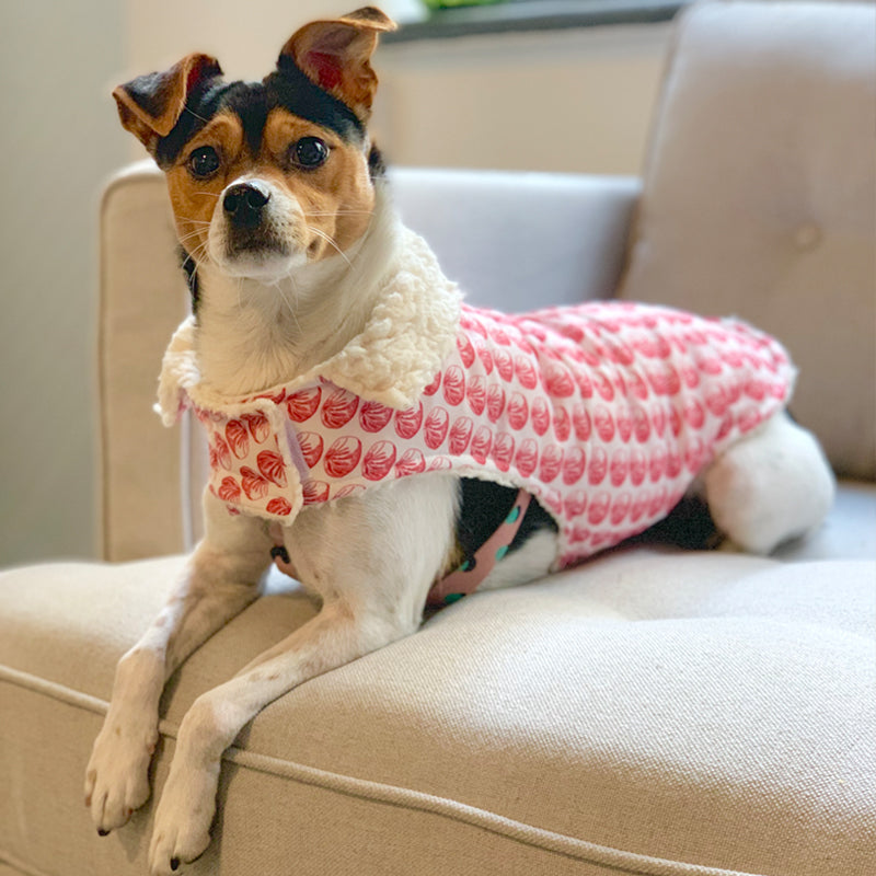 Dumpling Dog Jacket